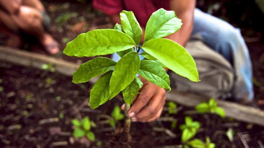 Guayusa