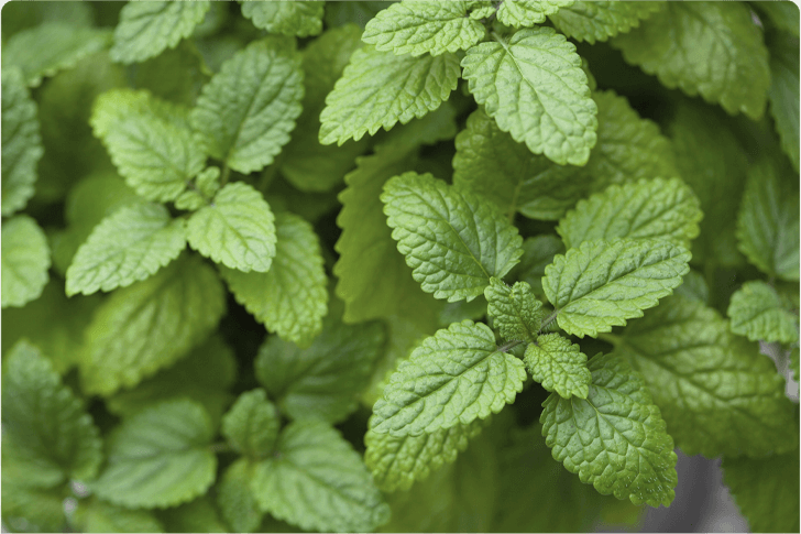 Lemon Balm